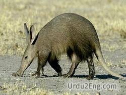 aardvark Urdu Meaning