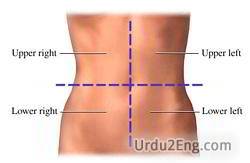 abdominal Urdu Meaning