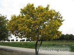 acacia Urdu Meaning