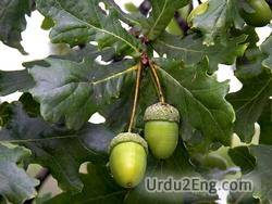 acorn Urdu Meaning