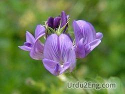 alfalfa Urdu Meaning