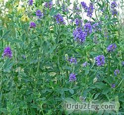 alfalfa Urdu Meaning