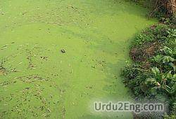 alga Urdu Meaning