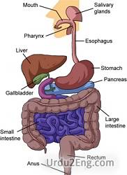 alimentary Urdu Meaning