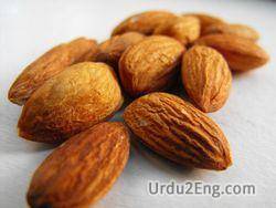 almond Urdu Meaning