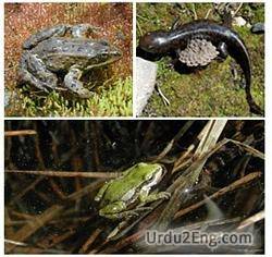 amphibian Urdu Meaning