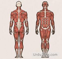 anatomy Urdu Meaning