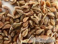 aniseed Urdu Meaning