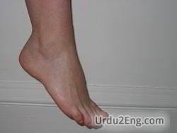ankle Urdu Meaning