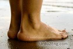 ankle Urdu Meaning