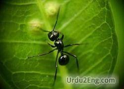 ant Urdu Meaning