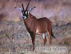antelope Urdu Meaning