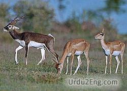 antelope Urdu Meaning