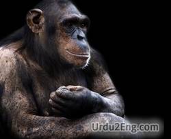 ape Urdu Meaning