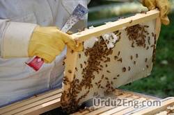 apiculture Urdu Meaning