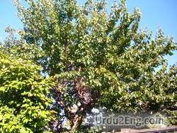 apricot Urdu Meaning