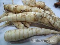 arrowroot Urdu Meaning
