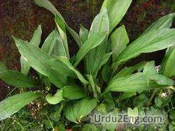 arrowroot Urdu Meaning