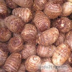 arrowroot Urdu Meaning