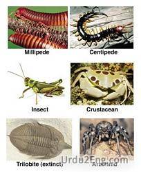 arthropod Urdu Meaning