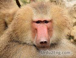 baboon Urdu Meaning