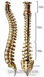 backbone Urdu Meaning