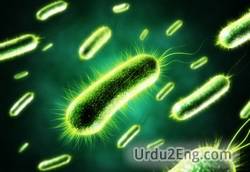 bacteria Urdu Meaning
