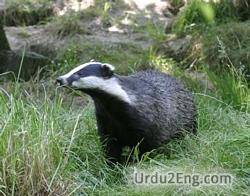 badger Urdu Meaning