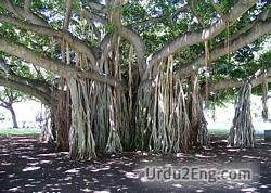 banyan Urdu Meaning