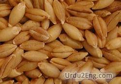 barley Urdu Meaning
