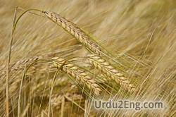 barley Urdu Meaning