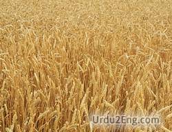 barley Urdu Meaning