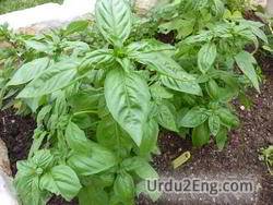basil Urdu Meaning