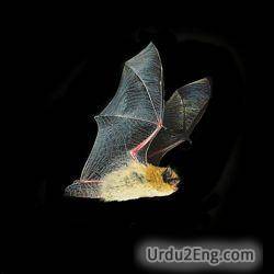 bat Urdu Meaning