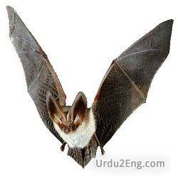 bat Urdu Meaning