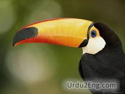 beak Urdu Meaning