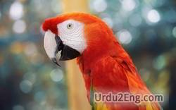 beak Urdu Meaning