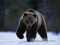 bear Urdu Meaning