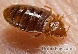 bedbug Urdu Meaning