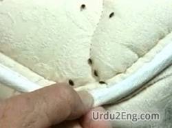 bedbug Urdu Meaning