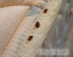 bedbug Urdu Meaning