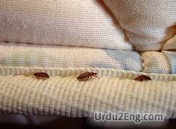 bedbug Urdu Meaning