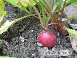 beet Urdu Meaning