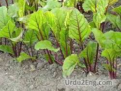 beet Urdu Meaning