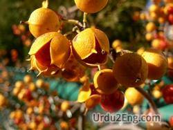 bittersweet Urdu Meaning