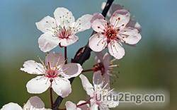 blossom Urdu Meaning