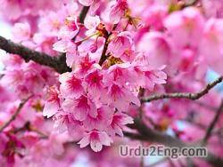 blossom Urdu Meaning