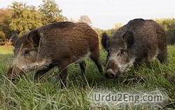 boar Urdu Meaning