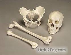 bone Urdu Meaning