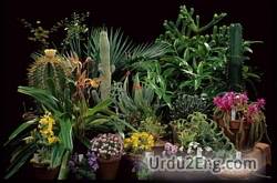 botany Urdu Meaning